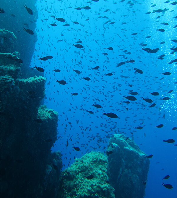 Diving in Gallura: discovering submerged wrecks